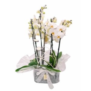 Composicion_floral-N30