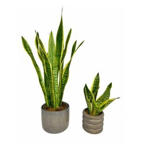planta-sensaviera